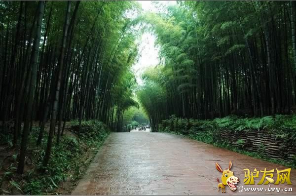 蜀南竹海